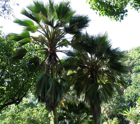 loulu palm facts.